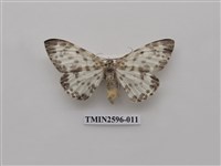 藏品(尺蛾109)的圖片